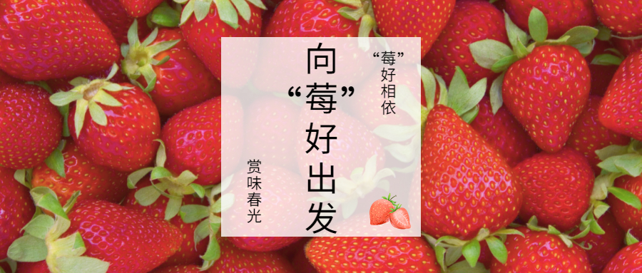 向“莓”好出发——2月草莓采摘活动